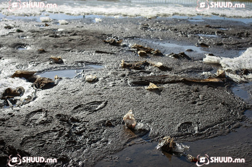 Гэр хорооллын хөрсний 93 хувиас нян илэрчээ