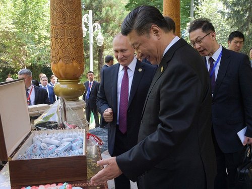 Ши Жинпиньд зориулж орос зайрмаг бэлджээ