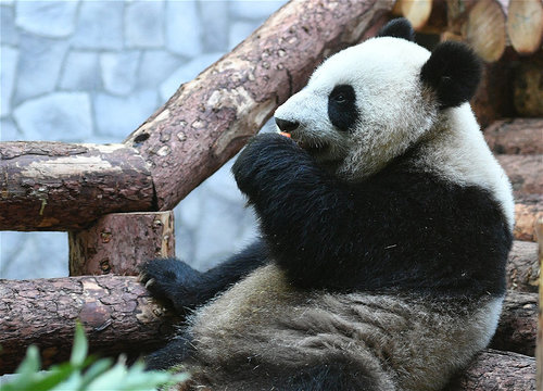 Хятад найрамдлын элч хулсны баавгайгаа АНУ-аас эргүүлэн авна