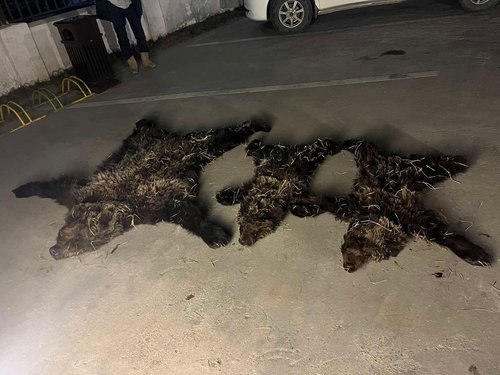 Хүрэн баавгайг хоёр бамбарууштай нь агнасан хэргийг илрүүлжээ