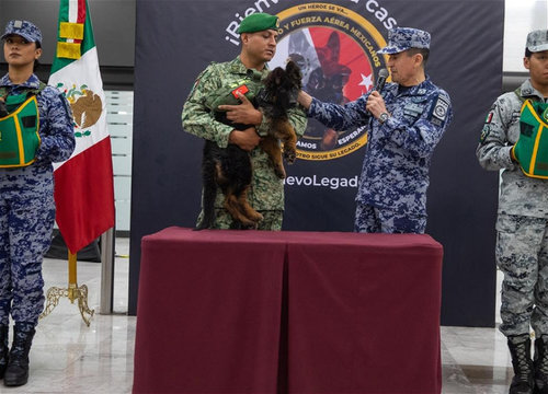 Аврах ажиллагааны үеэр нохойгоо алдсан мексикчүүдэд Туркийн Засгийн газар гөлөг бэлэглэжээ