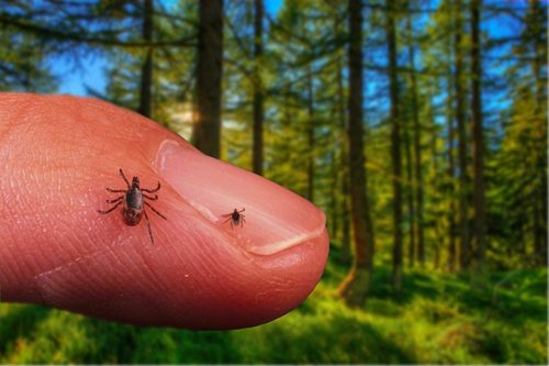 Хачигны гурван шинэ төрөл Сибирь, Монголд тахал дэгдээж болзошгүйг эрдэмтэд анхааруулжээ