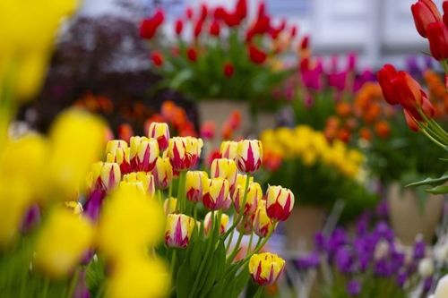 ФОТО: Лондонгийн цэцгийн үзэсгэлэн