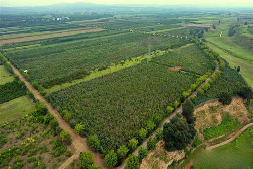 Хятад Өвөр Монголын цөлжсөн газруудыг ойжуулж байна