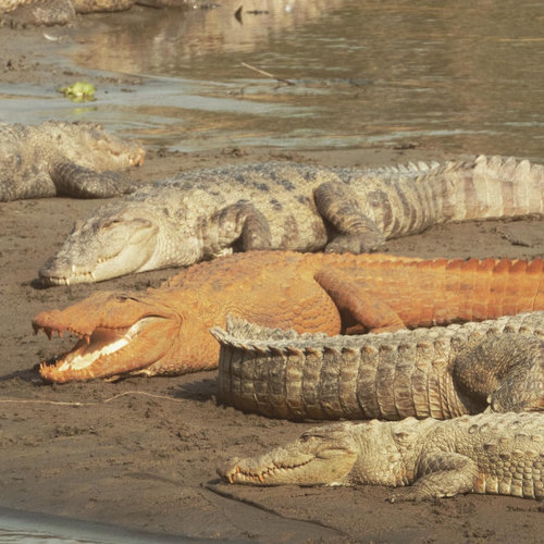 Балбын намгийн матрууд улбар шар өнгөтэй болжээ