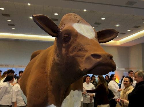 Чилид 350 кг жинтэй шоколадан үхэр бүтээжээ