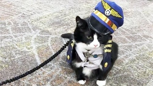 Сан-Францискогийн нисэх буудалд муурыг сэтгэлзүйчийн ажилд авчээ