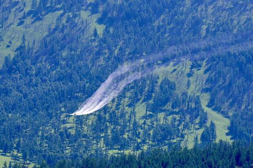 Энэ онд 185 мянган га талбайн ойн хөнөөлт шавжтай тэмцэнэ