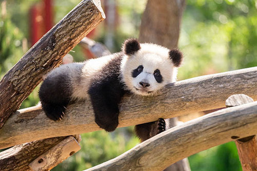 Хятадад хулсны баавгайг хамгаалж үлдэх төв байгуулна