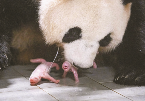 Солонгосын амьтны хүрээлэнд ихэр панда мэндэлжээ