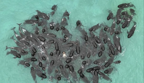 Австралид нэг дор 50 орчим цэнхэр халим үхжээ