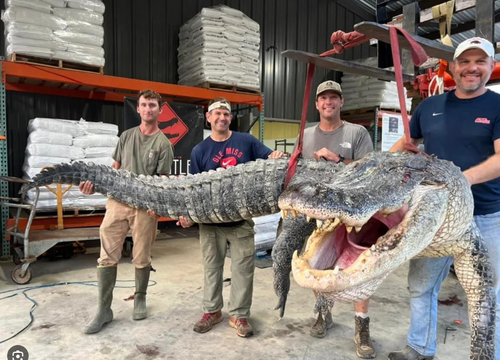 Дөрвөн метр урттай аварга матар барьжээ