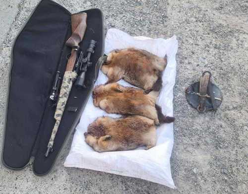 Улаанбаатар хот руу 20 ширхэг тарвага нэвтрүүлэхийг завджээ