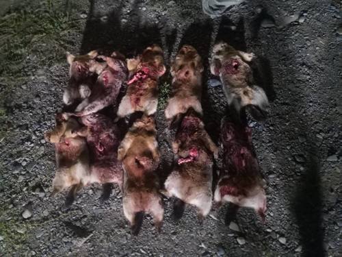 ЭЦА: 112 ширхэг тарвагыг хууль бусаар агнаж, тээвэрлэсэн зөрчлийг шалгаж байна