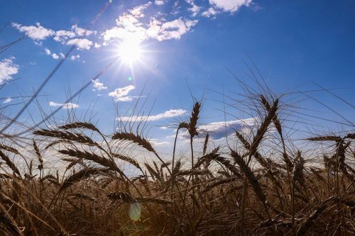 Хүнсний хувьсгалын хүрээнд ААН-үүдэд 440 тэрбум төгрөгийн хөнгөлөлттэй зээл олгоод байна