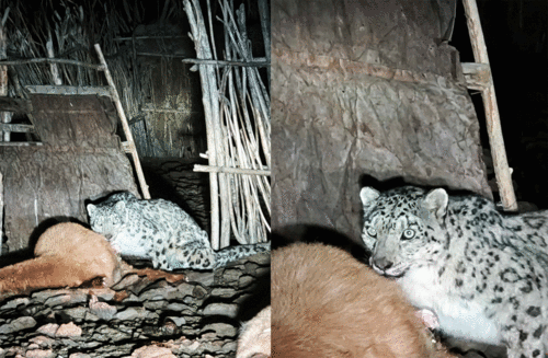 Цоохор ирвэс айлын хотонд орж мал барьжээ