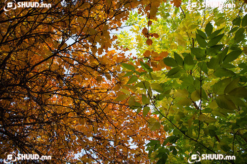 Улаанбаатарт 15 хэм дулаан байна