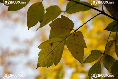 Улаанбаатарт 11 хэм дулаан байна