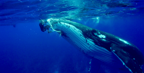 Халим Америкийн биологчийг аварга загаснаас аварчээ