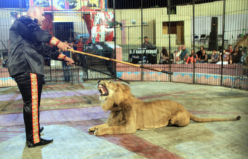 ОХУ-д циркэд амьтан ашиглахыг хориглох тухай хуулийг хэлэлцэнэ