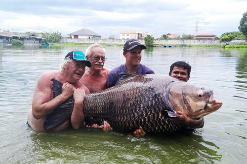 Дэлхийн хамгийн том мөрөг загасыг Таиландаас барьжээ