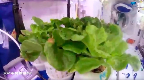 Хятадын сансрын нисэгчид сансарт хүнсний ногоо тарьж ургуулжээ