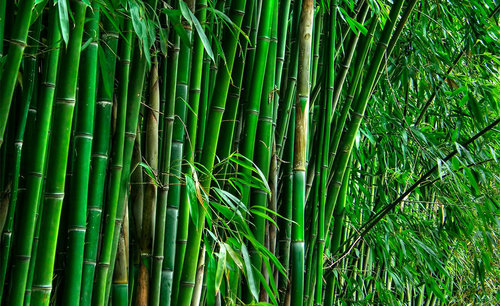 БНХАУ хуванцарыг хулсаар орлуулна