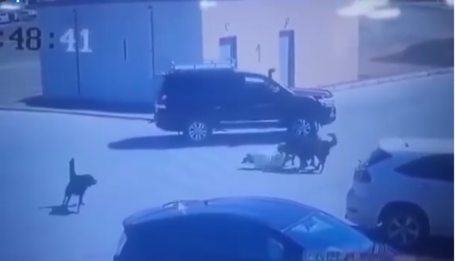 Нохойд хазуулсан иргэнд туслаагүй жолооч болон нохойны эздийг торгожээ