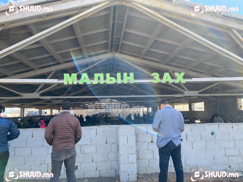 Эмээлт захад идэшний үхэр 1.2-2.4 сая төгрөгийн үнэтэй байна