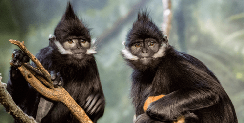 Энэтхэгийн тосгон руу сүрэг сармагчин дайрч, хүүхдийн аминд хүрчээ