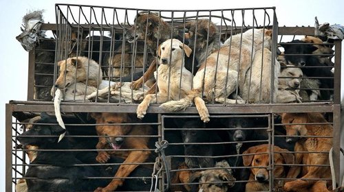 Өмнөд Солонгост нохойн мах хүнсэнд хэрэглэхийг хориглоно