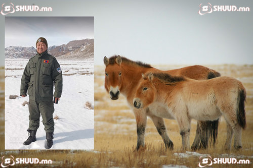 Г.Нисэххүү: Тахь хамгаалах амар биш ч жаргалтай ажил