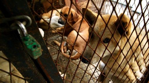 БНСУ-д нохойн мах хоригловол фермерүүд хоёр сая нохой сул тавина гэж сүрдүүлжээ