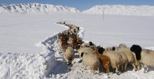 ҮНЭЛГЭЭ: 11 аймгийн 40 суманд цагаан зуд нүүрлэжээ