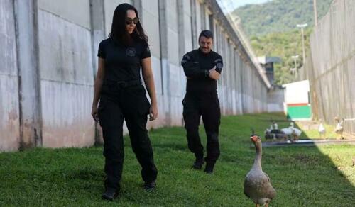 Бразилын шоронд харуулын нохойг галуугаар сольжээ