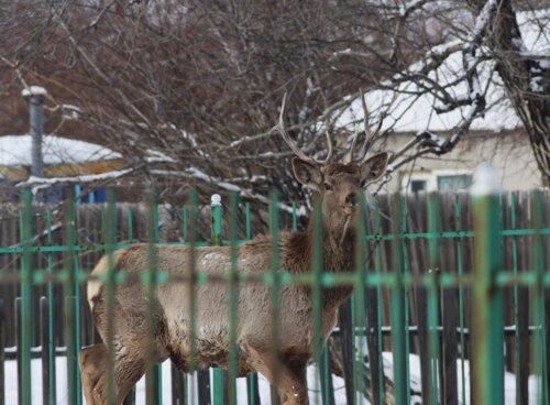 Идэш тэжээл хайж, суурьшлын бүсэд орж ирсэн зэрлэг амьтдыг үргээхгүй байхыг анхаарууллаа