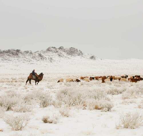 30 сум цагаан зудын, 55 сум цагаанаар зудархуу байна