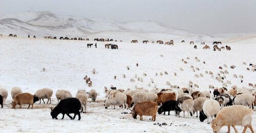 ЦУОШГ: 10 аймгийн 37 сум мөсөн буюу төмөр зудтай байна