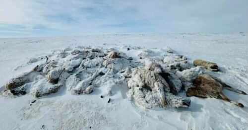 Улсын хэмжээнд 3.9 сая толгой мал хорогджээ