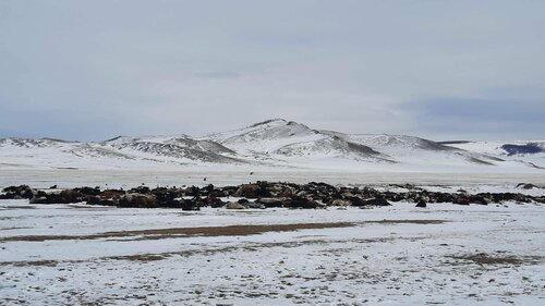 Засгийн газар зуднаар 16 сая толгой мал хорогдох тооцоолол хийжээ