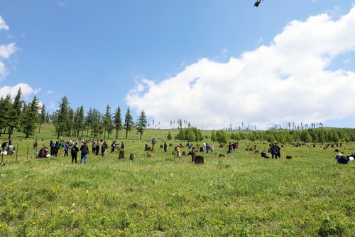 “ХААН Банкны ой”-д 40 000 мод ургаж байна 